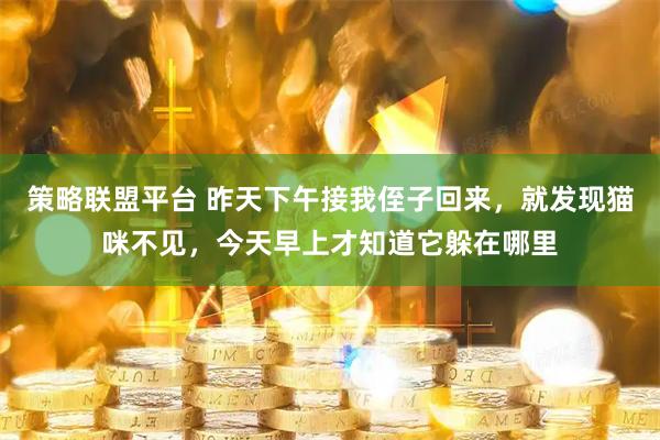 策略联盟平台 昨天下午接我侄子回来，就发现猫咪不见，今天早上才知道它躲在哪里