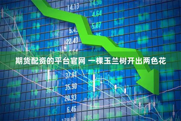 期货配资的平台官网 一棵玉兰树开出两色花